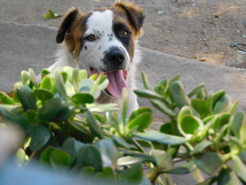happy dog near the plants