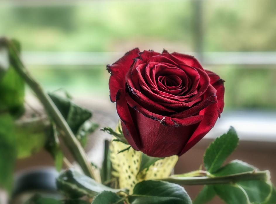 red rose on the balcony