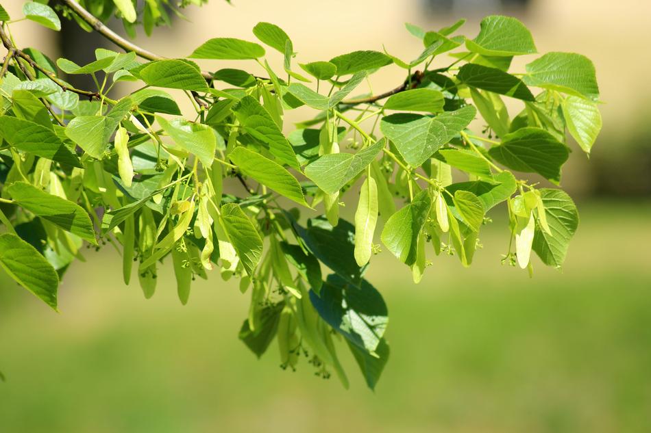Lipa Tree Sprig