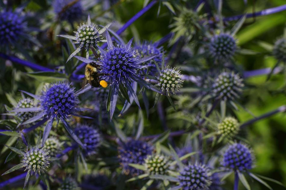 Nature Flora Bee
