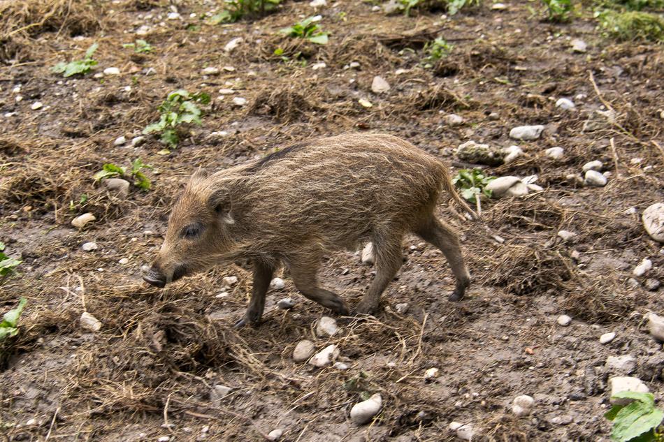 a small boar in the forest of poland
