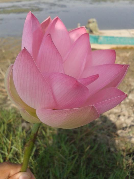 Flower Nature Leaf
