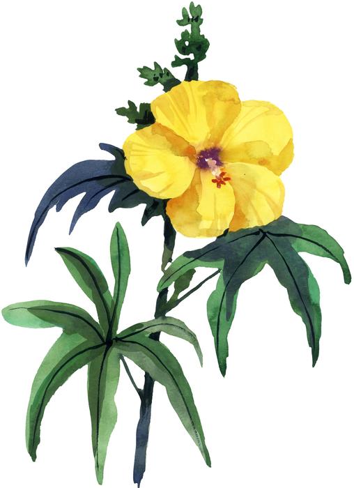 flower beauty