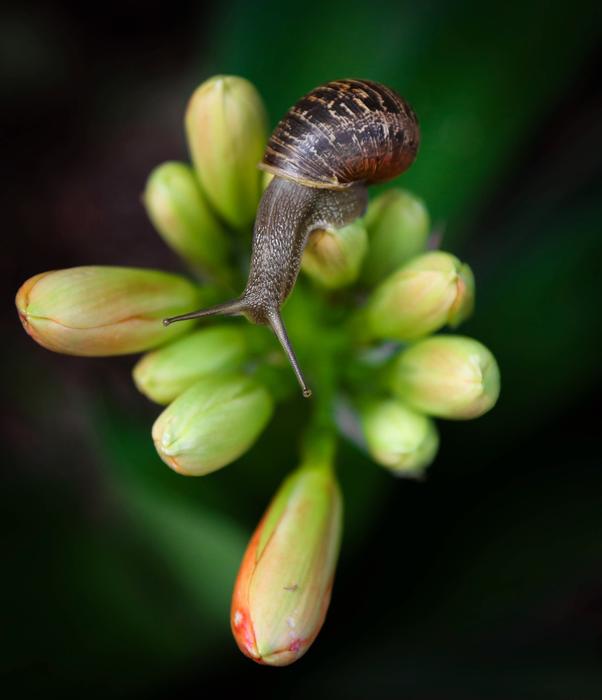 Nature Snail Outdoors