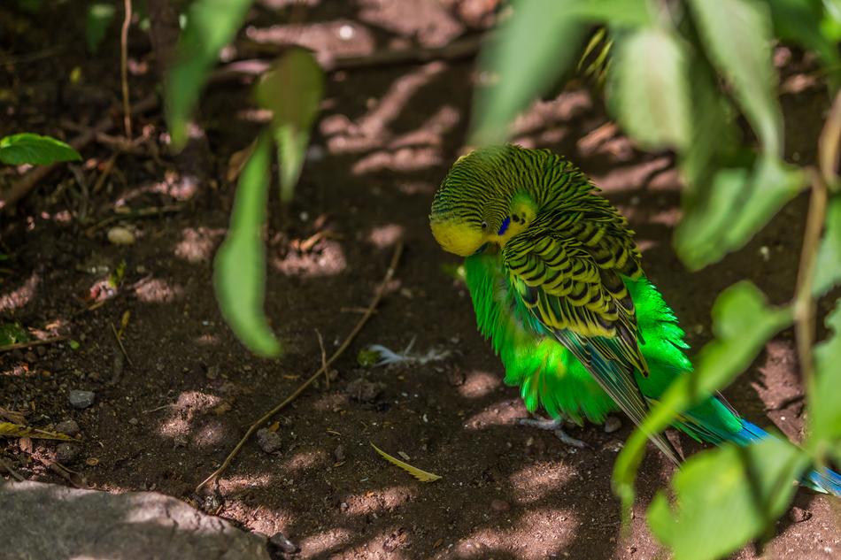 Nature Animal World Bird