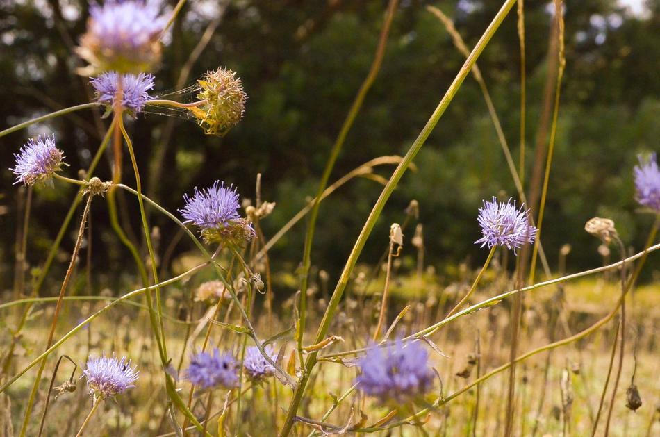 Ple Meadow Summer