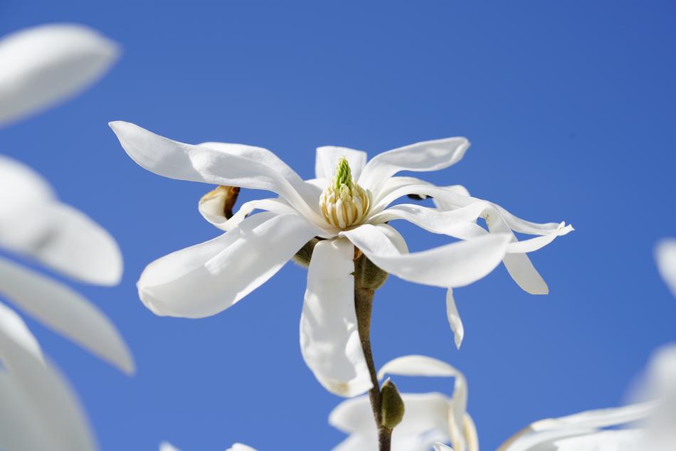 Star Magnolia Blossom Bloom