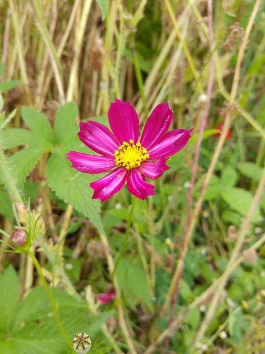 Nature Autumn Plants