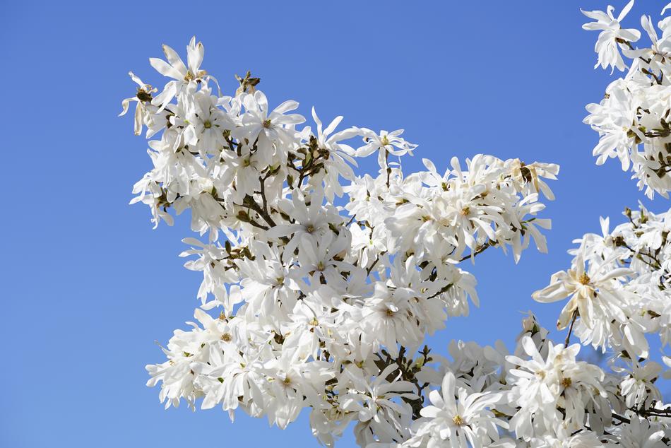Star Magnolie Blossom Bloom