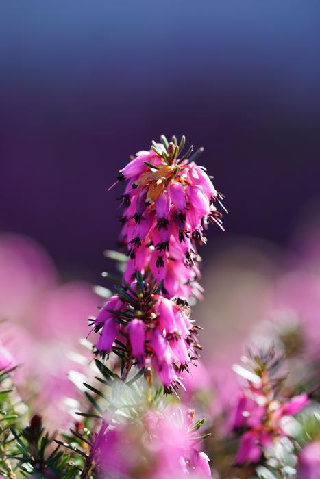 Erika Flower Blossom