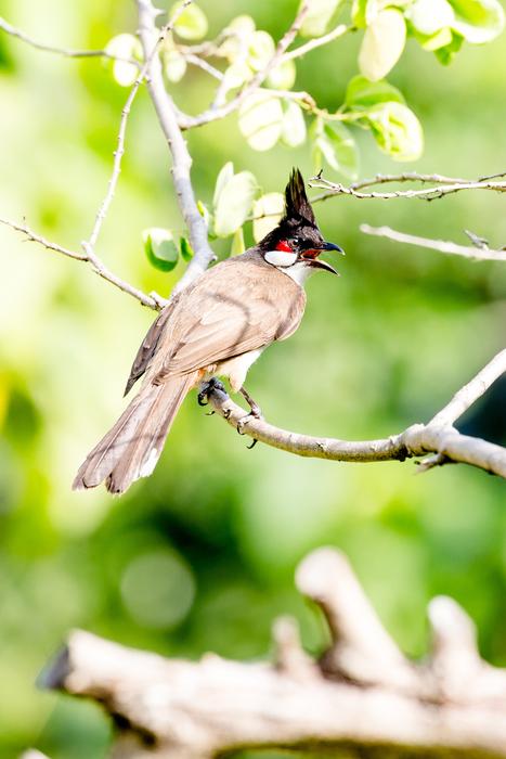 Nature Wildlife Bird