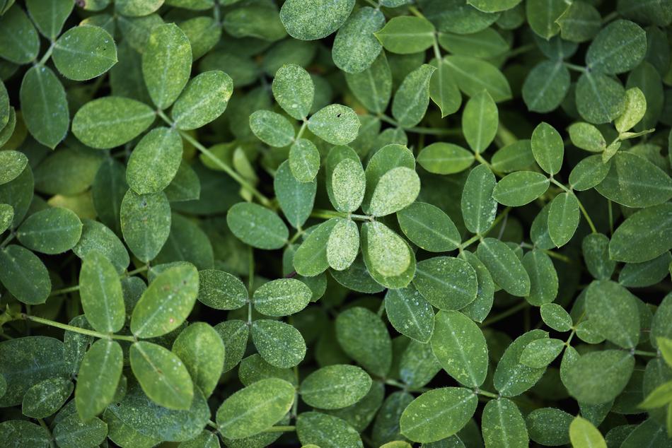 Leaf Flora Growth