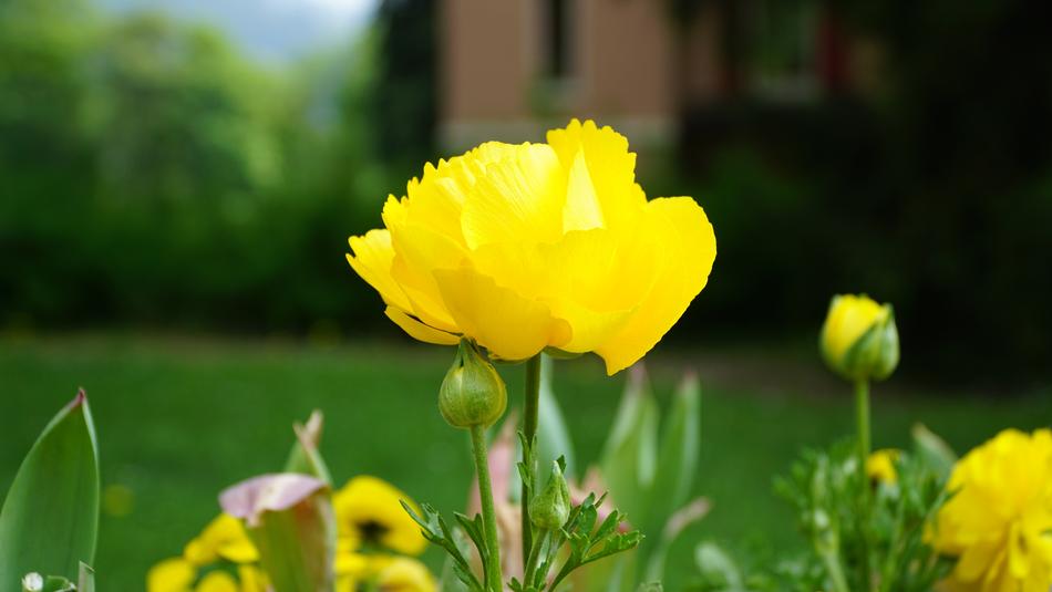 Flower Yellow Close