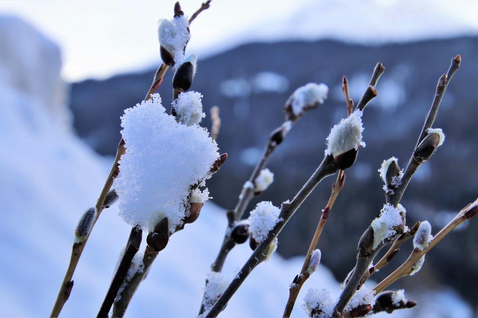 snowy weather with branches