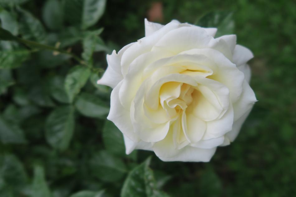 white rose on a stem with foliage