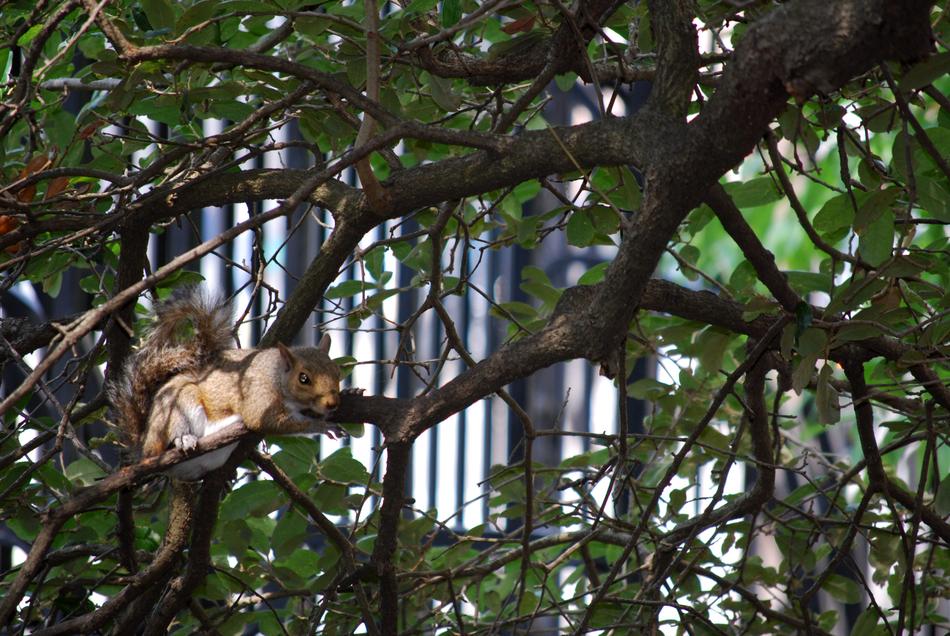 Tree Nature Wildlife