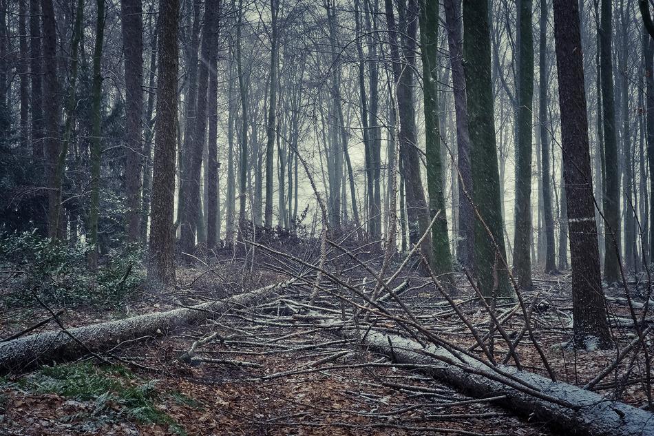 Forest Nature Landscape