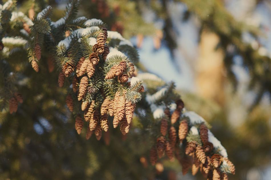 Tree Winter Nature