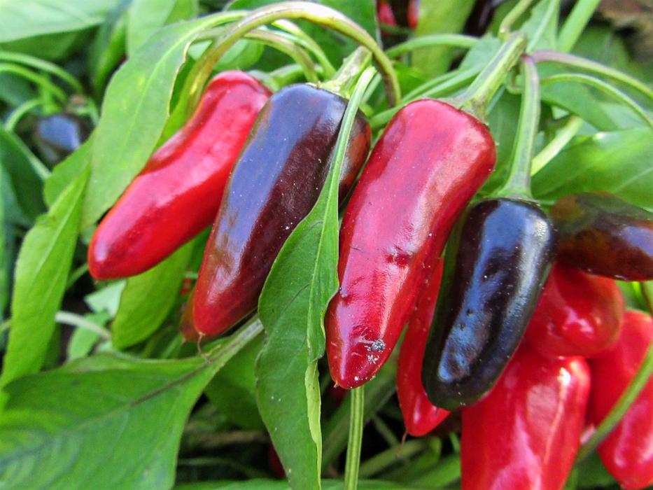 Pepper Red Grow