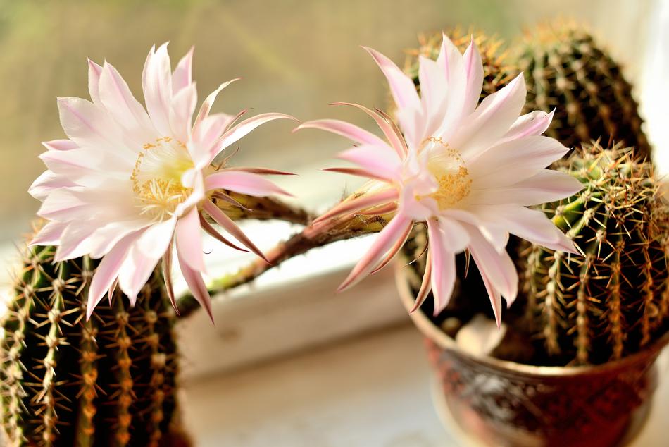 Flower Nature Cactus