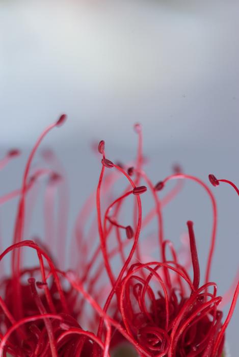 Nature Flower Macro