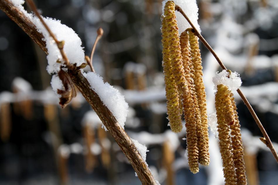 long fruits on branches in the snow