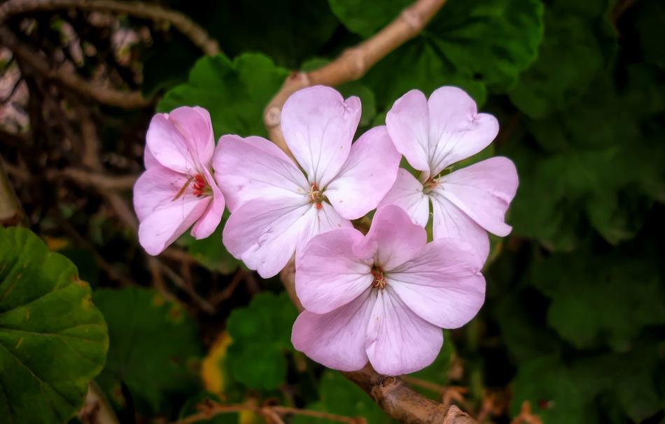 Flowers Nature Garden
