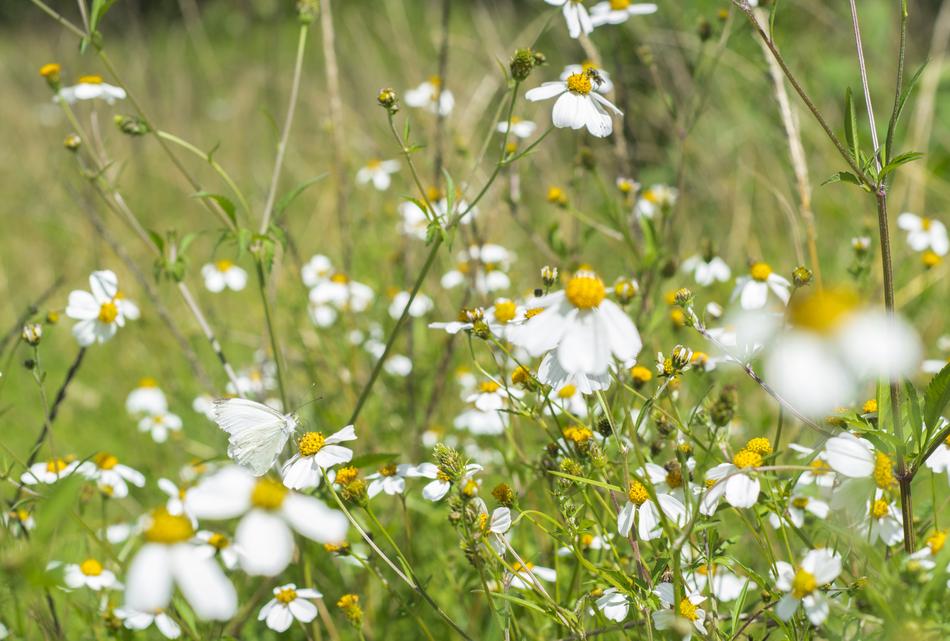 Flower Nature Plant