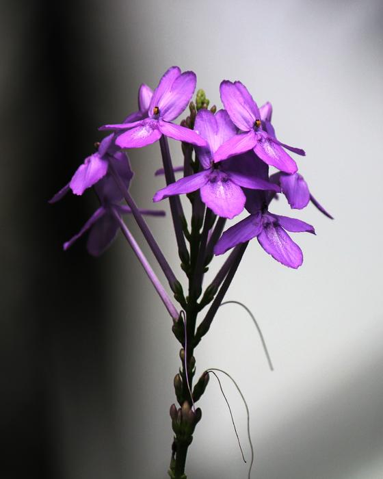 Flower Purple Flowers