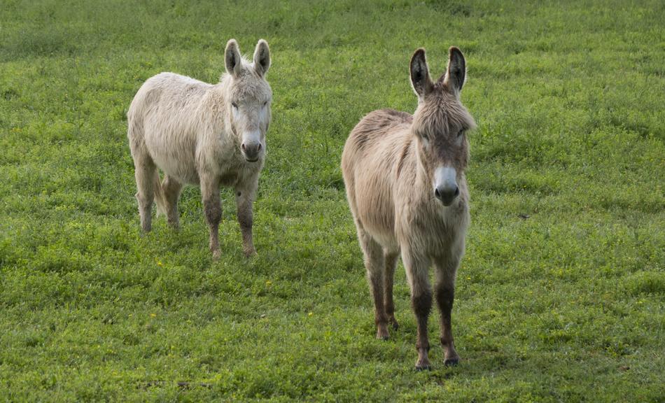 walking donkeys in a meadow