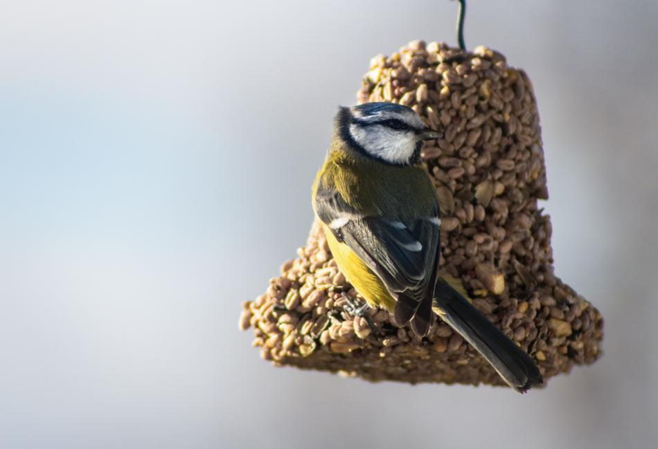 Little Birds Nature