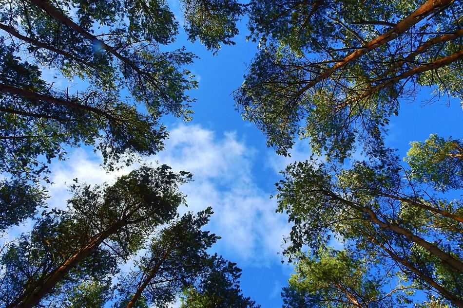 Nature Tree Landscape