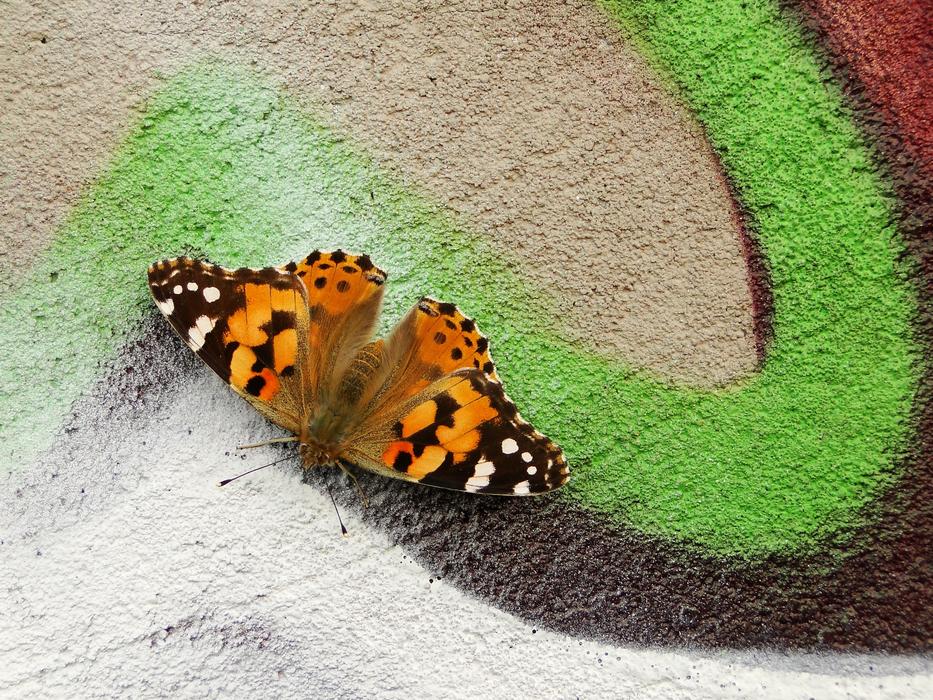 Nature At The Court Of Butterfly