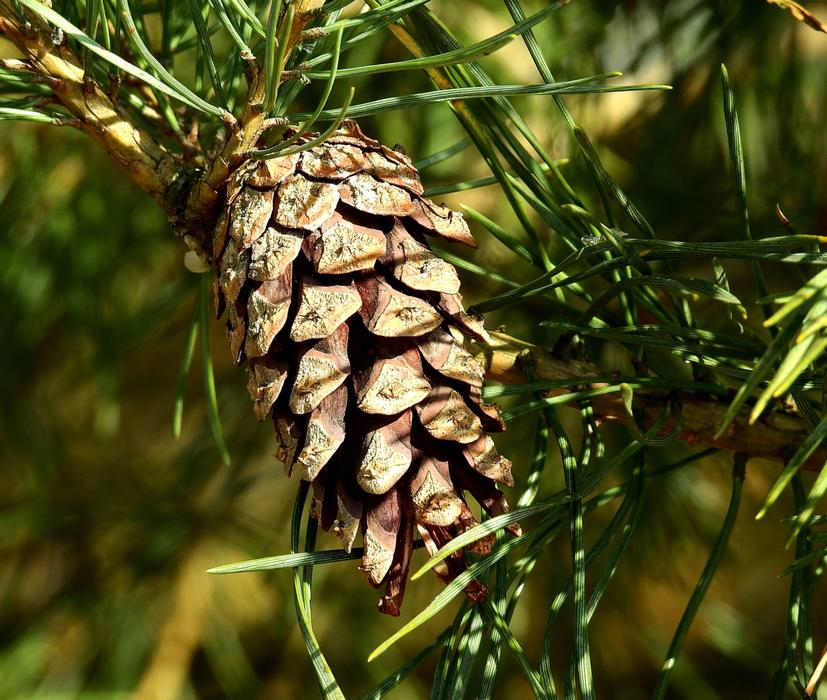 Pine Tree Needle