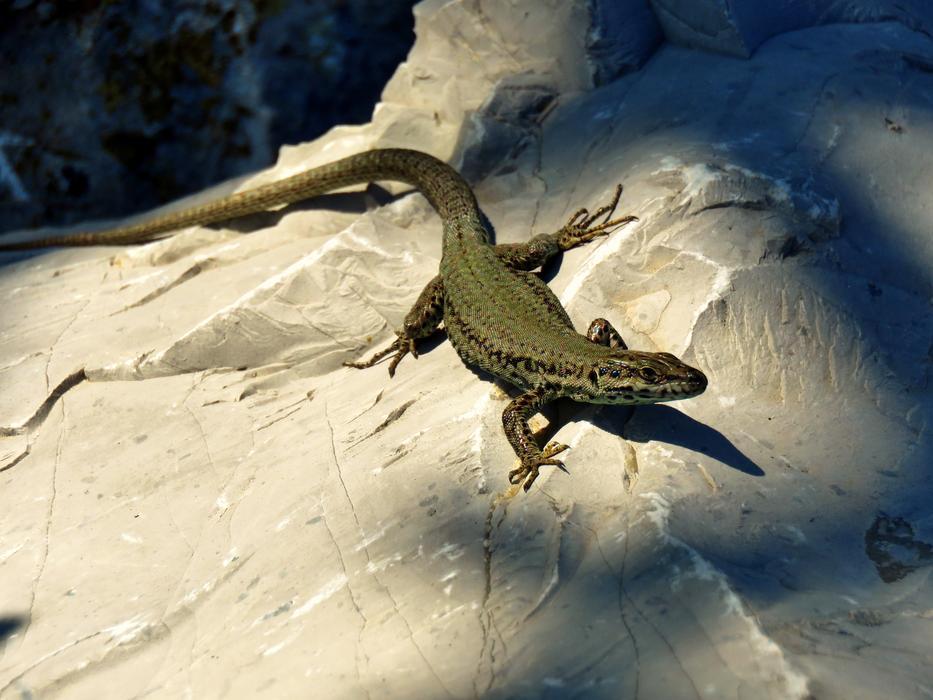 little lizard on a rock