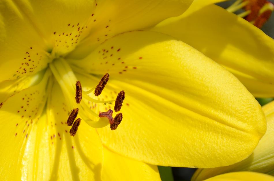 Flower Louse Lice