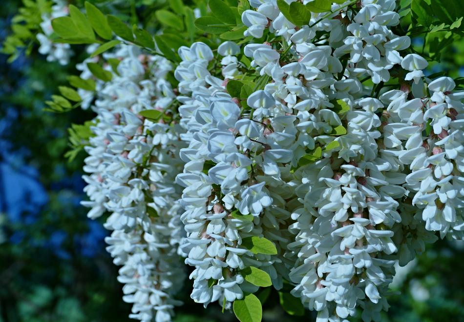 Acacia Flowers Spring