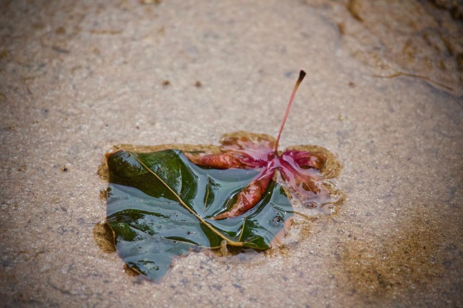 Puddle Rain Water