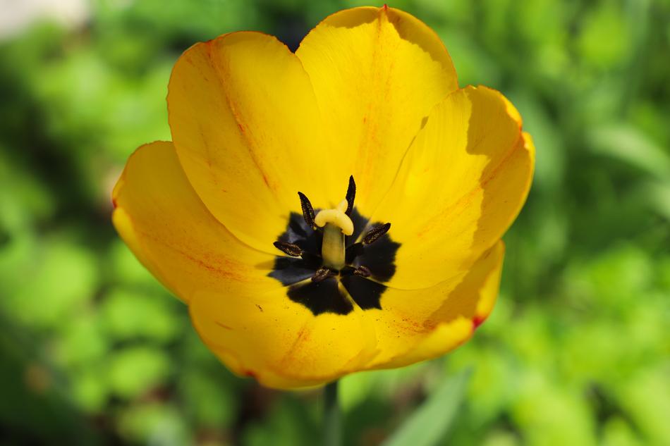 Flower Plant Nature