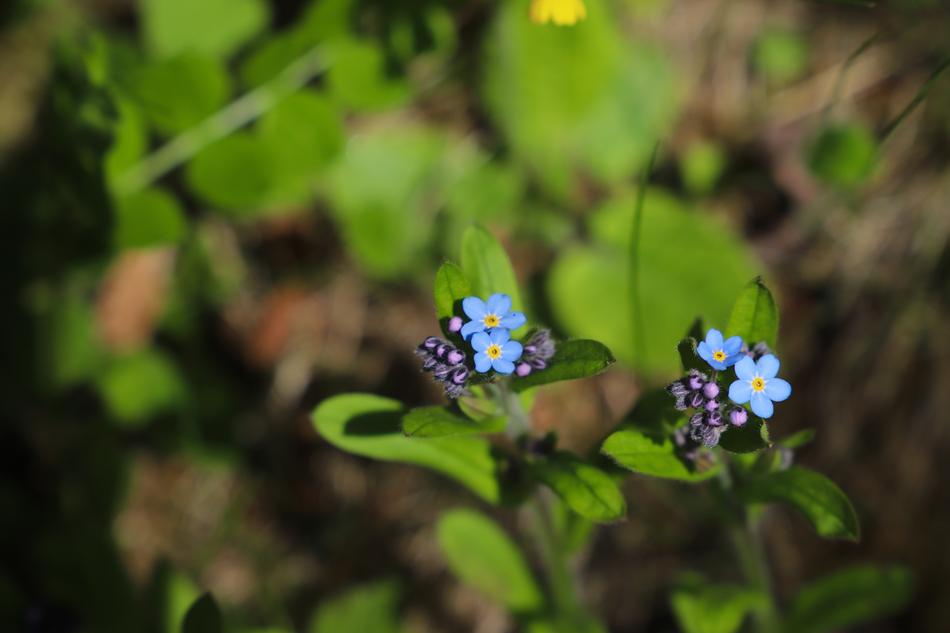 Flower Plant Nature