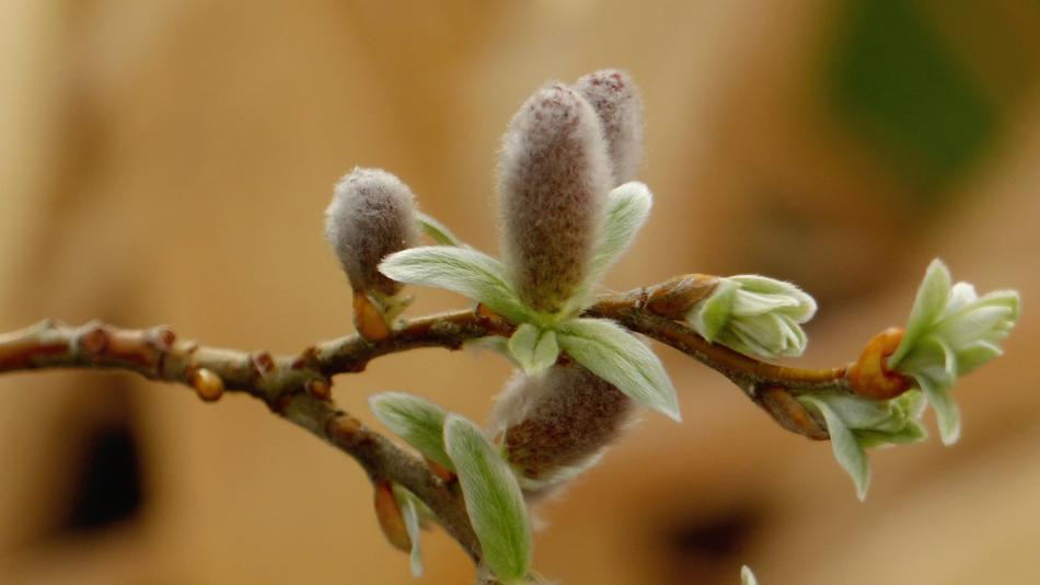 Pasture Spring Willow Catkins