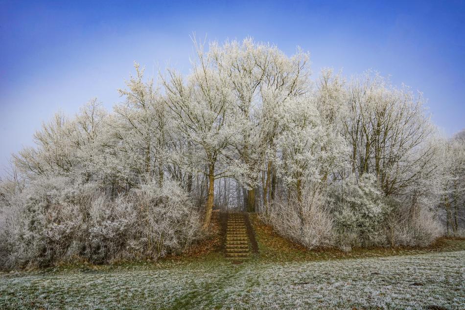 Winter Picture Nature