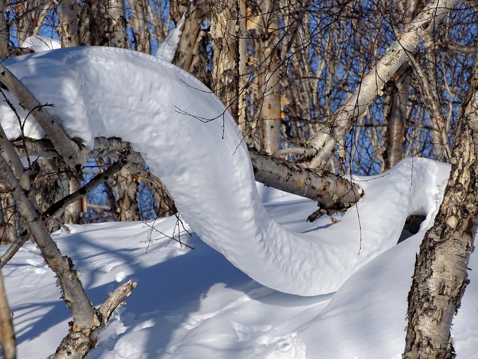 Forest Snowdrift Snow Cap
