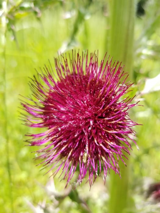 Briar Weed Nature
