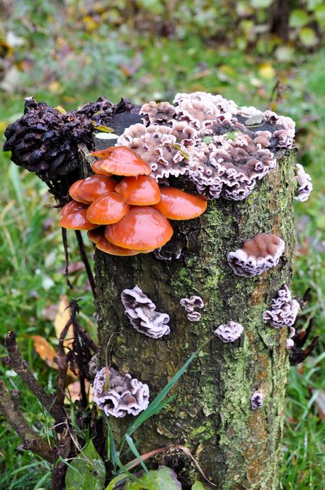 Mushroom Forest Nature
