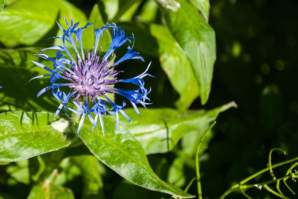 Blossom Plant Nature