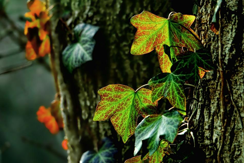 Leaf Nature Plant