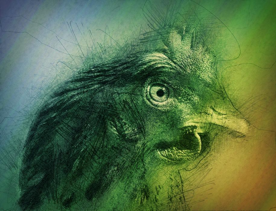 chicken head on a colored background