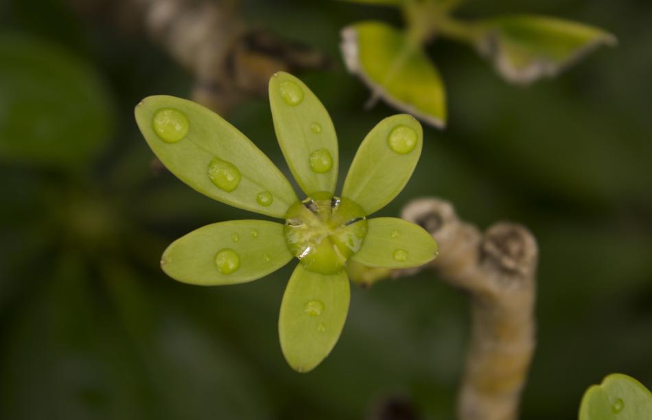Nature Plants