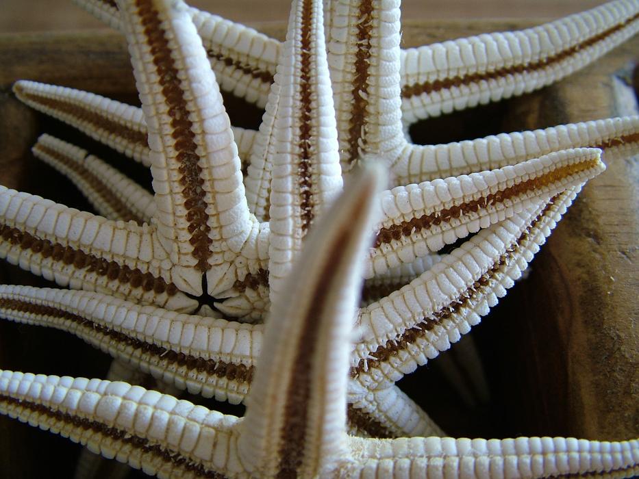 Nature Mar Deep sea